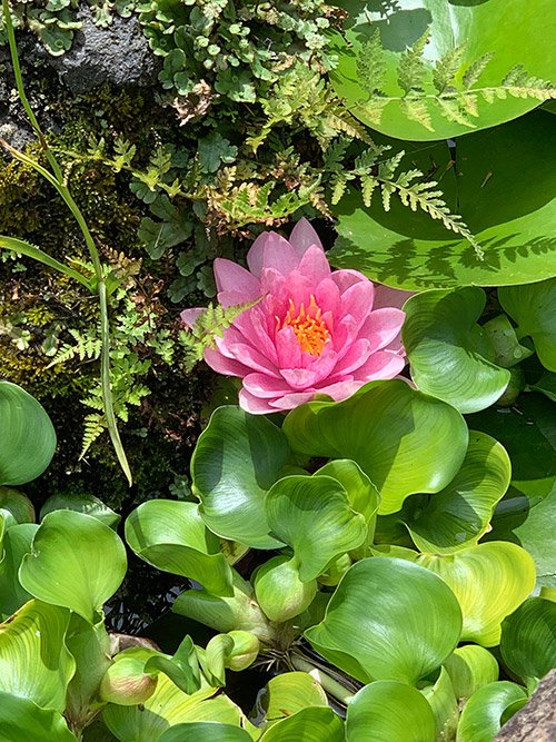 占い師七重のお気に入り写真1